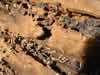 Black ants dragging off disturbed termites.
